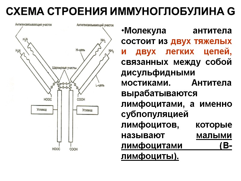 СХЕМА СТРОЕНИЯ ИММУНОГЛОБУЛИНА G Молекула антитела состоит из двух тяжелых и двух легких цепей,